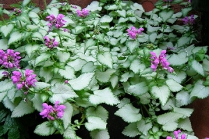 Lamium 'Purple Dragon' 